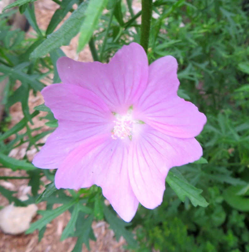 Musk Mallow 30 Seeds Malva Moschata Tall Perennial Pale Pink to Light Purple Flower image 7