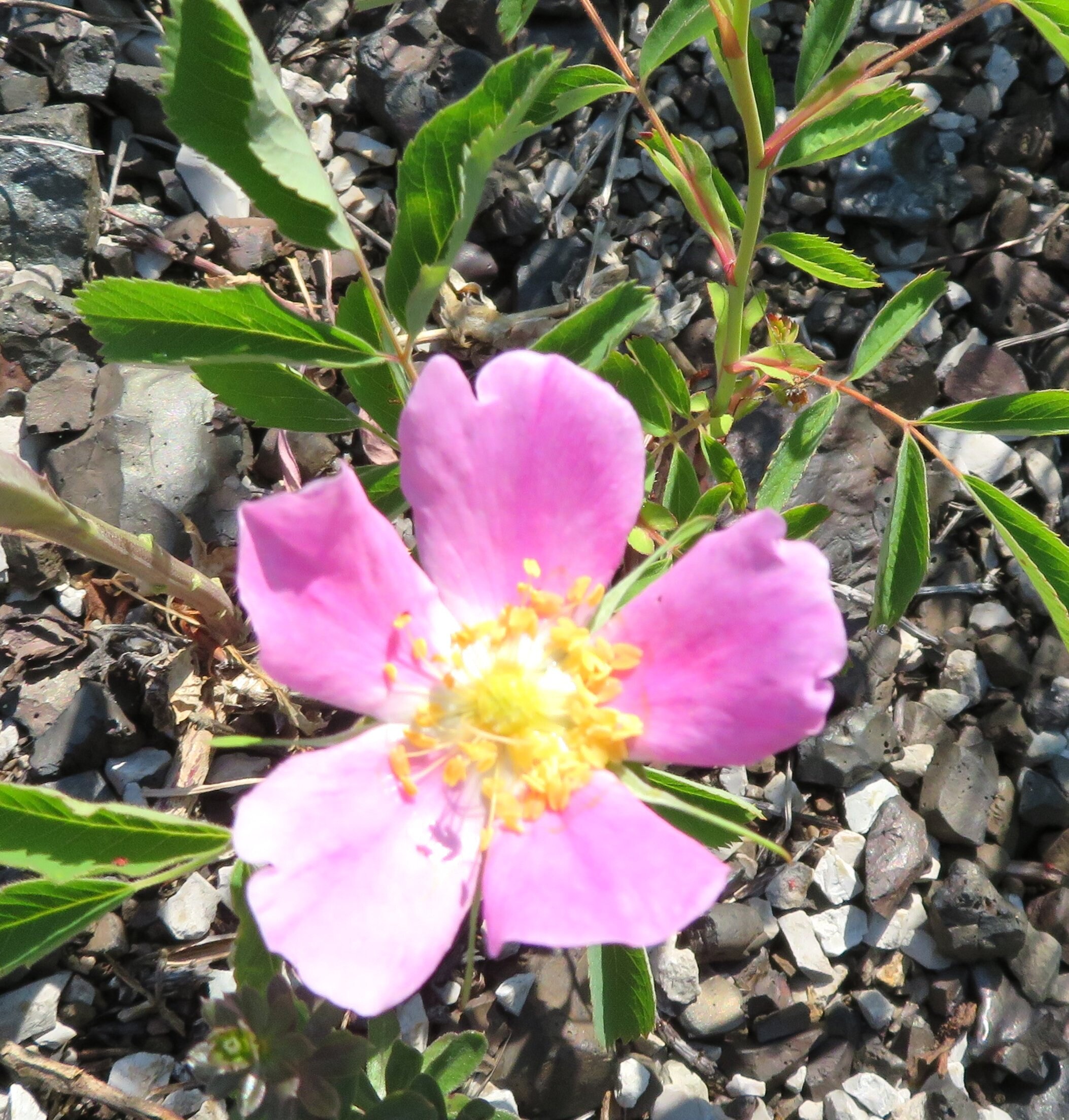 Wild Rose Seeds Rosa Blanda Smooth Rose A Beautiful Native Etsy Canada