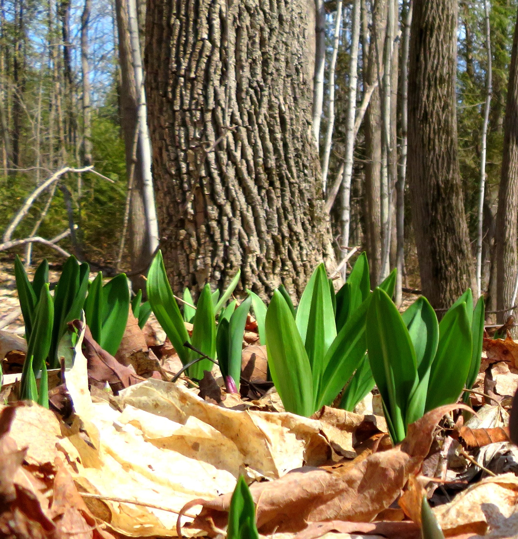 Wild Leek Seeds Allium Tricoccum a Native Canadian Plant Etsy Canada