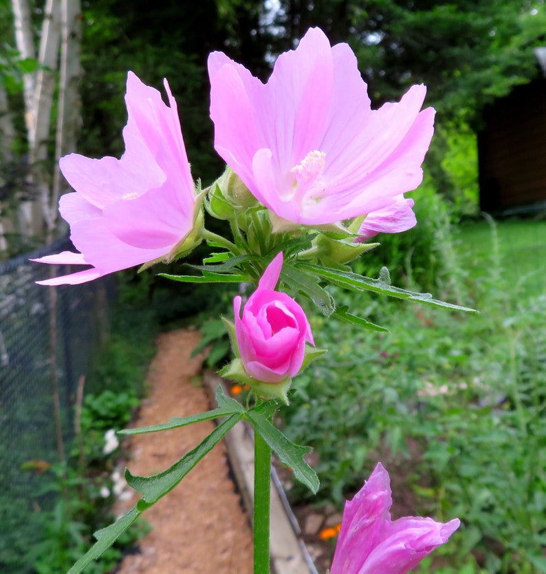 Musk Mallow 30 Seeds Malva Moschata Tall Perennial Pale Pink to Light Purple Flower image 1