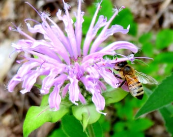 Wild Bergamot Seeds Monarda Fistulosa Also Known as Bee Balm A Native Canadian Wildflower