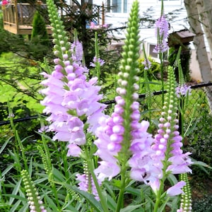 Physostegia Virginiana, planta obediente alta y rosada, flor silvestre nativa canadiense