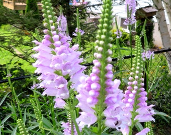 Tall Pink Obedient Plant Physostegia Virginiana Native Canadian Wildflower