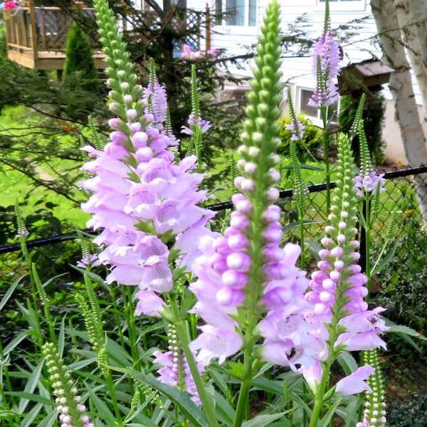 Physostegia Virginiana, planta obediente alta y rosada, flor silvestre nativa canadiense