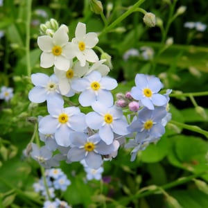 May include: A cluster of delicate blue forget-me-not flowers with yellow centres, surrounded by white flowers with yellow centres, all blooming against a backdrop of green foliage.