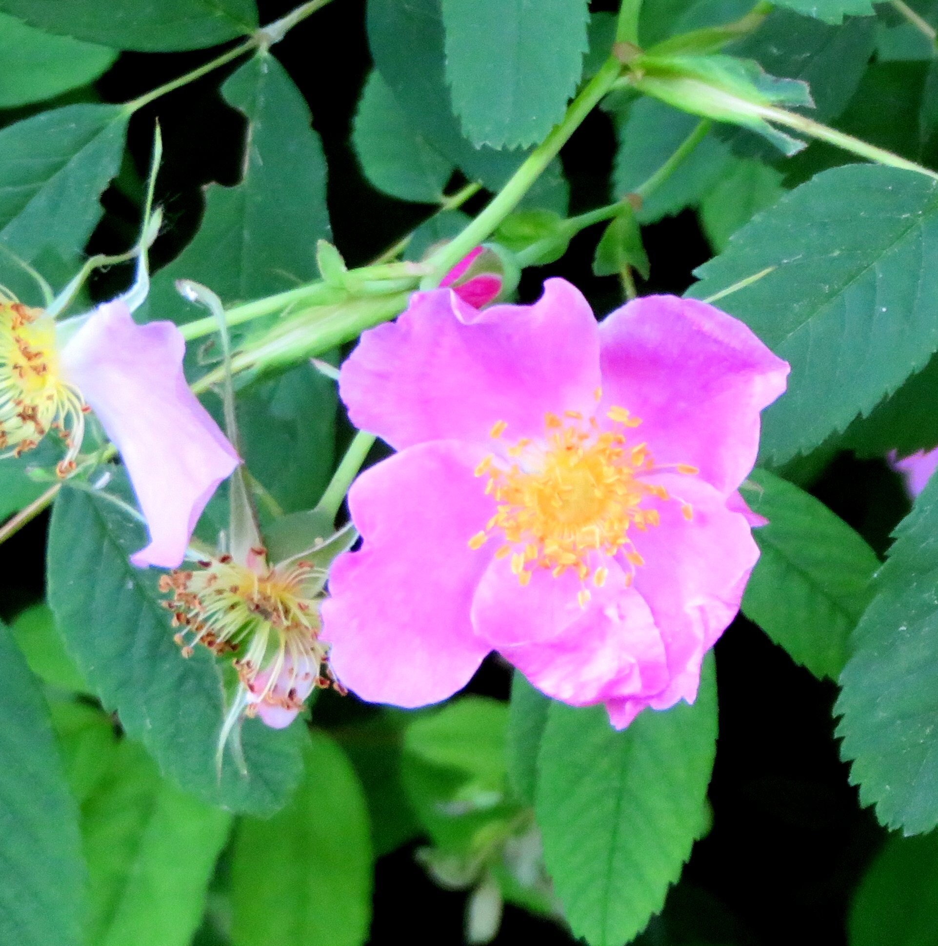 Wild Rose Seeds Rosa Blanda Smooth Rose A Beautiful Native Etsy Canada