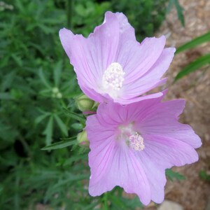 Musk Mallow 30 Seeds Malva Moschata Tall Perennial Pale Pink to Light Purple Flower image 3