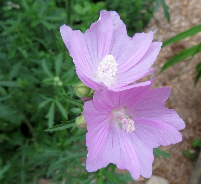 Musk Mallow 30 Seeds Malva Moschata Tall Perennial Pale Pink to Light Purple Flower image 3