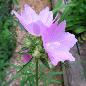 Musk Mallow 30 Seeds Malva Moschata Tall Perennial Pale Pink to Light Purple Flower image 5