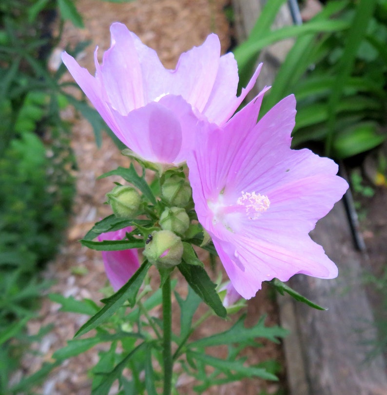 Musk Mallow 30 Seeds Malva Moschata Tall Perennial Pale Pink to Light Purple Flower image 5