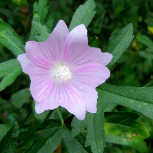 Musk Mallow 30 Seeds Malva Moschata Tall Perennial Pale Pink to Light Purple Flower image 9