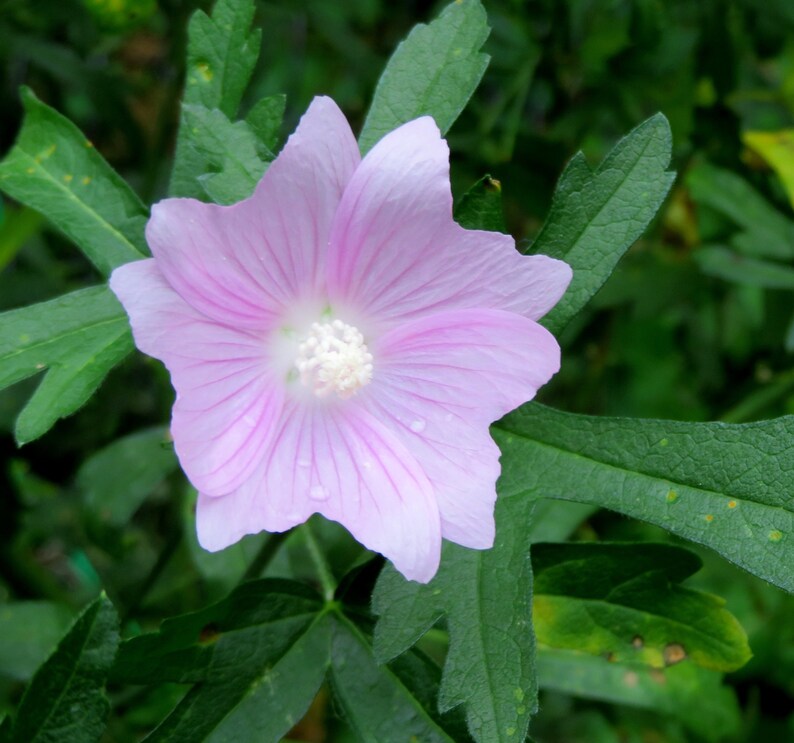 Musk Mallow 30 Seeds Malva Moschata Tall Perennial Pale Pink to Light Purple Flower image 9