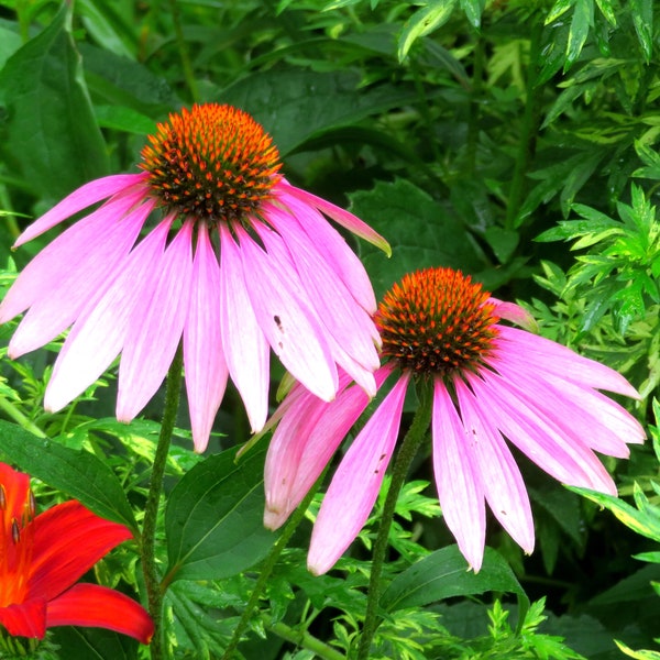 Graines d'échinacée pourpre Echinacea purpurea Fleurs sauvages indigènes du Canada