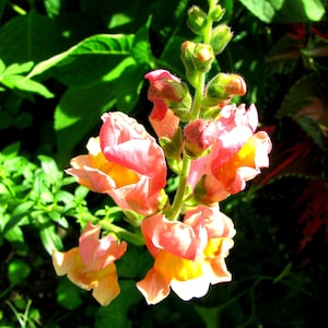 Tall Snapdragon Seeds Organic Antirrhinum majus in a Mixture of Colours 50 Seeds Per Packet