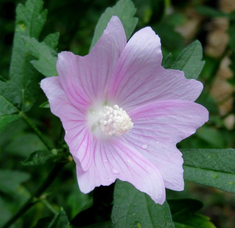 Musk Mallow 30 Seeds Malva Moschata Tall Perennial Pale Pink to Light Purple Flower image 10