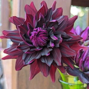 Puede incluir: Una sola dalia de color burdeos oscuro con un centro morado intenso, en un jarr&oacute;n de vidrio verde. La flor tiene muchos p&eacute;talos y est&aacute; en plena floraci&oacute;n.