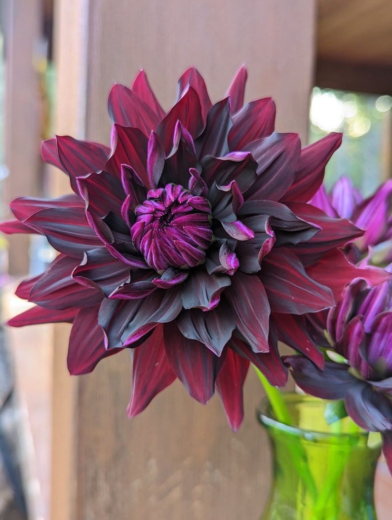 Puede incluir: Una sola dalia de color burdeos oscuro con un centro morado intenso, en un jarr&oacute;n de vidrio verde. La flor tiene muchos p&eacute;talos y est&aacute; en plena floraci&oacute;n.
