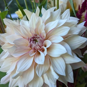 Puede incluir: Una dalia grande, blanca con matices rosados. La flor est&aacute; en plena floraci&oacute;n y tiene muchos p&eacute;talos.