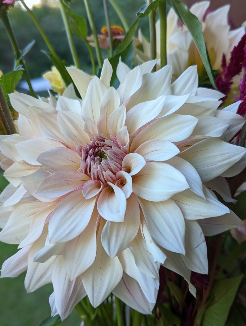 Puede incluir: Una dalia grande, blanca con matices rosados. La flor est&aacute; en plena floraci&oacute;n y tiene muchos p&eacute;talos.