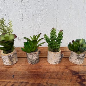 Succulent Collection