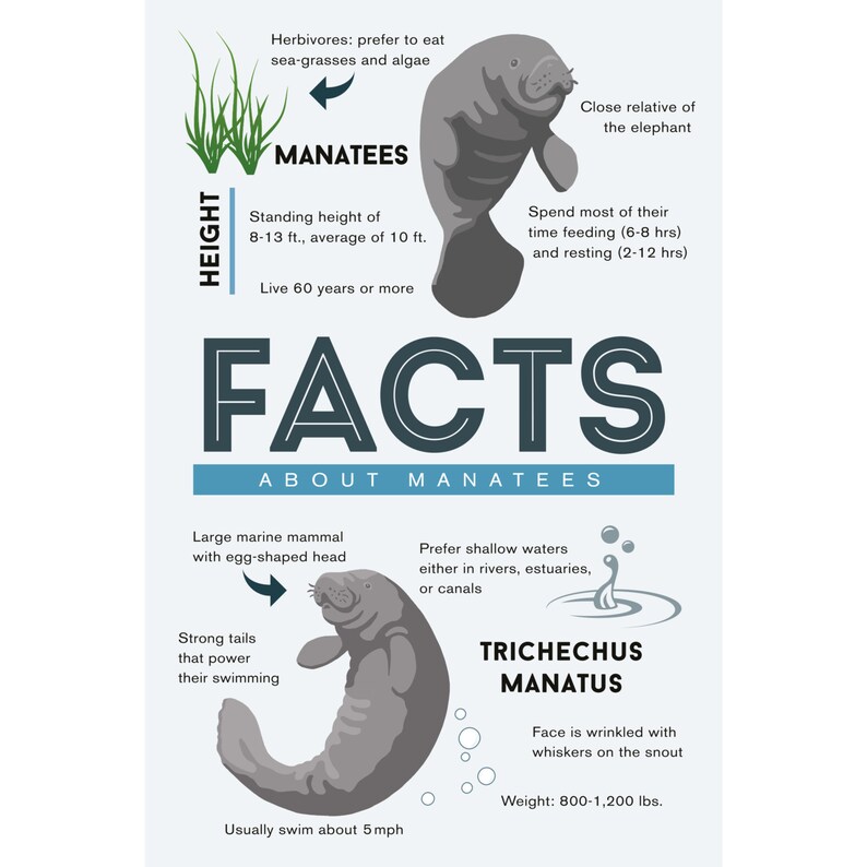 Facts About Manatees 6 Sizes Art Prints Giclee Posters | Etsy