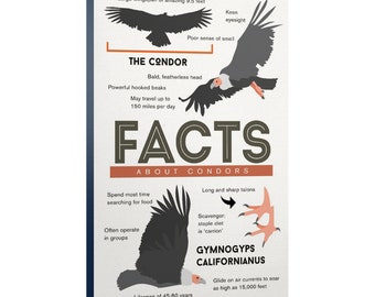 Canvas Art, Facts About Condors, Lantern Press Artwork, Gallery Quality Decor, Hang Ready