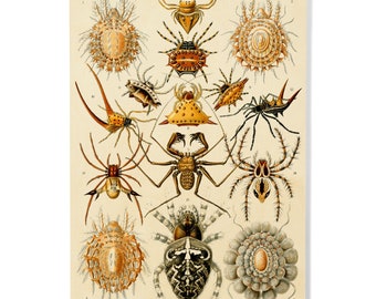 Birch Wood, Art Forms of Nature, Arachnida (Spiders), Ernst Haeckel Artwork, Sustainable Sign or Postcards, Ready to Hang Art