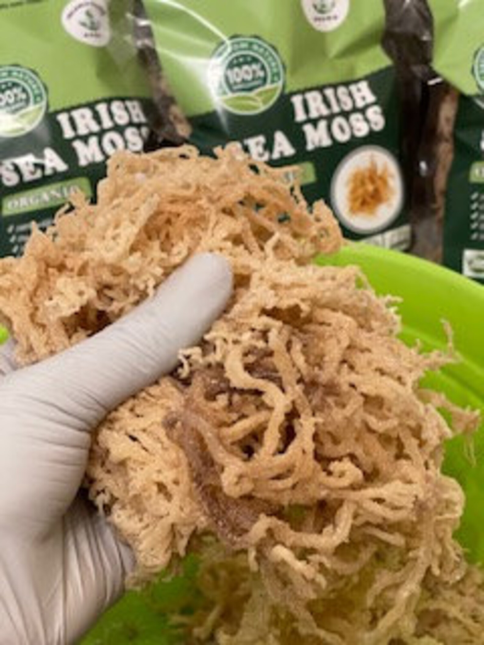 Fresh sea moss wholesale sea moss WILDCRAFTED raw sea moss Etsy
