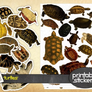 Puede incluir: Pegatinas imprimibles con una variedad de diseños de tortugas coloridas. Las pegatinas son perfectas para agregar un toque de fantasía a tus manualidades, diarios o portátiles.