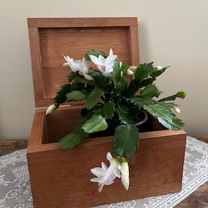 May include: A wooden box with a hinged lid, open to reveal a white Christmas cactus plant with several blooms. The box is sitting on a white lace doily on a wooden surface.