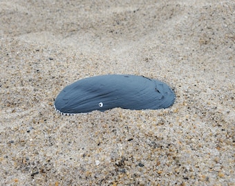 Humpback Whale Shell