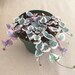 String of Hearts Varigated String of Hearts Succulent VARIEGATED Plant Ceropegia Woodii Pink Exotic Succulent Rooted Rare Plant Live Plant