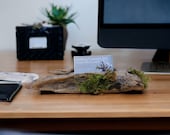 Driftwood Business Card Holder with Two Moss Detail, Business Card Display, Driftwood Business Card Display, Wood Business Card, Card Holder