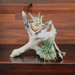 Driftwood Tabletop Air Plant Holder with Tiger Nautilus Shell, Air Plant Holder, Air Plant Display, Air Plant, Air plant garden image 1