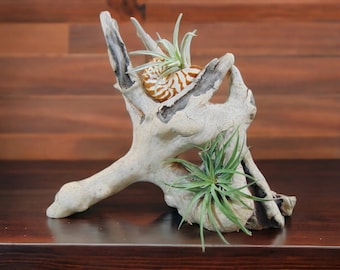 Driftwood Tabletop Air Plant Holder with Tiger Nautilus Shell, Air Plant Holder, Air Plant Display, Air Plant, Air plant garden