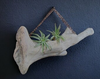 Driftwood Air Plant Wall Decor, Driftwood Wall Hanging Air Plant Display, Air Plant Holder, Air Plant Display, Airplant, Air plant garden