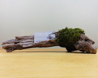 Image Result For Carved Driftwood Business Card Holder Driftwood Business Image Result For Carved Driftwood Business Card Holder Driftwood Business