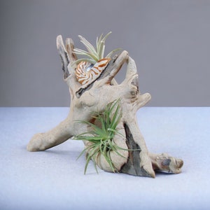 Driftwood Tabletop Air Plant Holder with Tiger Nautilus Shell, Air Plant Holder, Air Plant Display, Air Plant, Air plant garden image 5