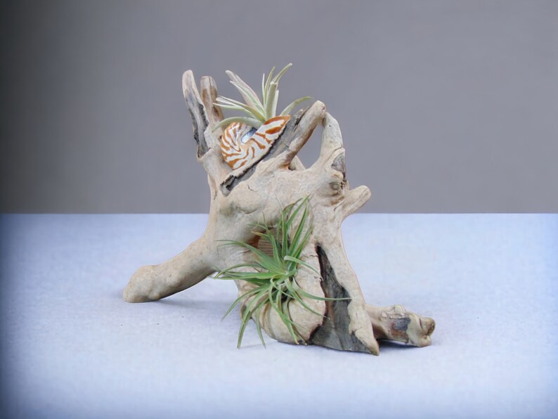 Driftwood Tabletop Air Plant Holder with Tiger Nautilus Shell, Air Plant Holder, Air Plant Display, Air Plant, Air plant garden image 5