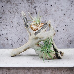 Driftwood Tabletop Air Plant Holder with Tiger Nautilus Shell, Air Plant Holder, Air Plant Display, Air Plant, Air plant garden image 2