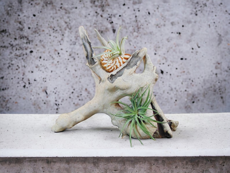Driftwood Tabletop Air Plant Holder with Tiger Nautilus Shell, Air Plant Holder, Air Plant Display, Air Plant, Air plant garden image 2