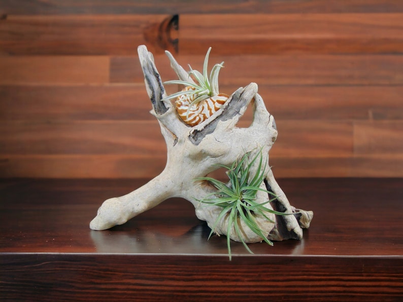 Driftwood Tabletop Air Plant Holder with Tiger Nautilus Shell, Air Plant Holder, Air Plant Display, Air Plant, Air plant garden image 1