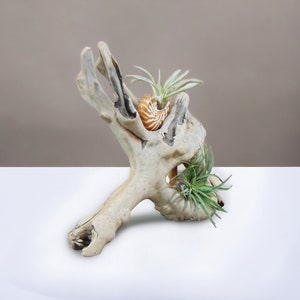 Driftwood Tabletop Air Plant Holder with Tiger Nautilus Shell, Air Plant Holder, Air Plant Display, Air Plant, Air plant garden image 4