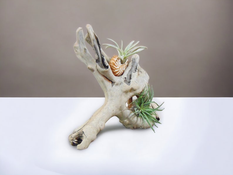 Driftwood Tabletop Air Plant Holder with Tiger Nautilus Shell, Air Plant Holder, Air Plant Display, Air Plant, Air plant garden image 4