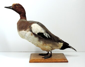 Vintage Taxidermy Duck, French Vintage Eurasian Wigeon Duck Taxidermy