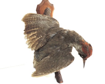 Taxidermy Bird, French Vintage Taxidermy Woodpecker
