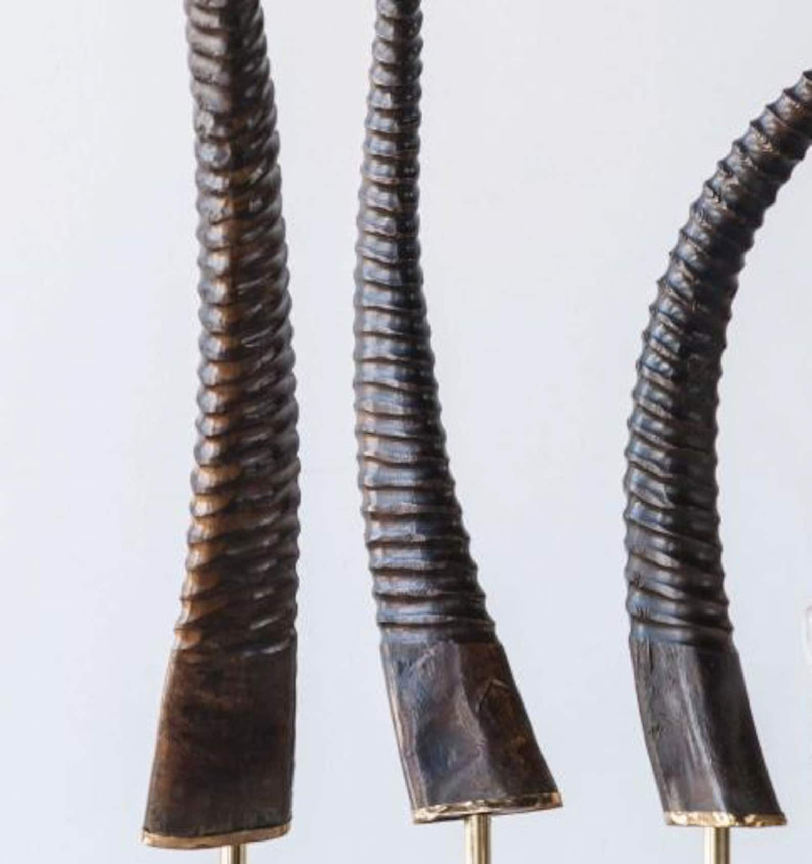 African Antelope Horn Sculpture South Africa Antelope Horns Etsy