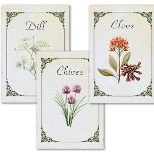 May include: Three vintage-style botanical art prints featuring herbs. The prints showcase illustrations of dill, cloves, and chives, each labeled with its name in elegant script. The prints have decorative green borders and are set against a textured, off-white background.
