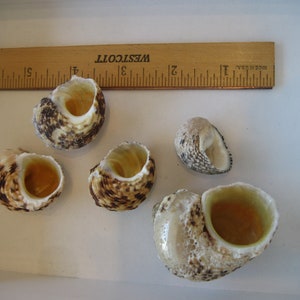 40-80mm Natural Seashells, Mixed Color Beach Seashells, Lot of Sea