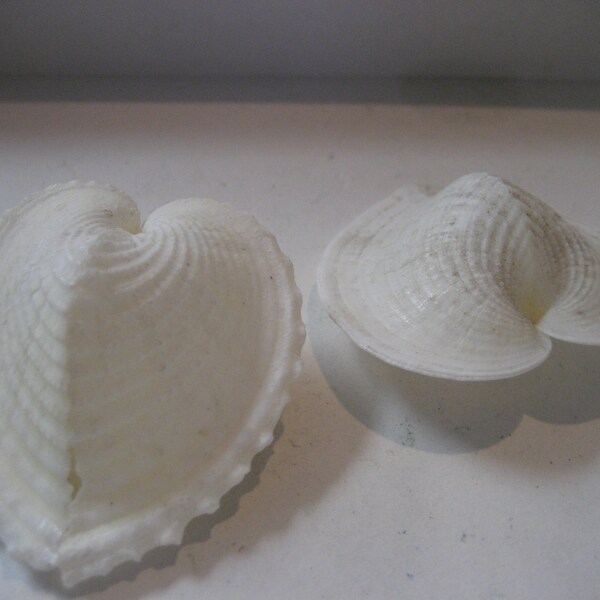 2 Heart Cockle shells for display, nautical decor, home decor, sea shells